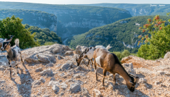 Chèvres sauvages dans les Gorges de l‘Ardèche - Cliquez sur l‘image