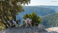 Chèvres sauvages dans les Gorges de l‘Ardèche- Cliquez sur l‘image