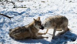 Loups de Gévaudan Parc des Loups- Cliquez sur l‘image