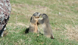 Marmottes ardéchoises- Cliquez sur l‘image