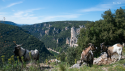 Chèvres sauvages dans les Gorges de l‘Ardèche- Cliquez sur l‘image