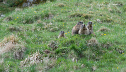 Marmottes en Ardèche- Cliquez sur l‘image