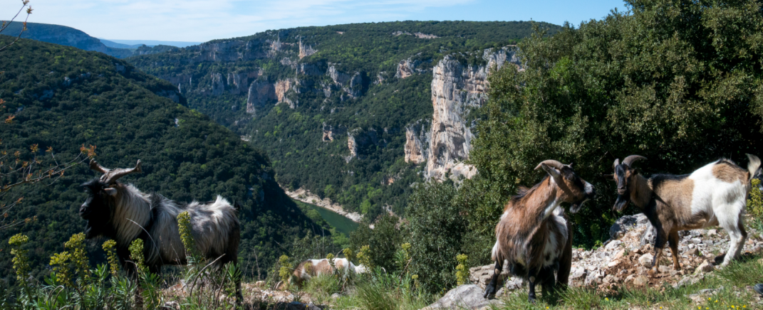 Les chèvres sauvages des Gorges de l‘Ardèche