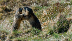 Marmottes en Ardèche- Cliquez sur l‘image