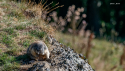 Marmotte en Ardèche- Cliquez sur l‘image