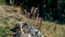 Marmotte en Ardèche- Cliquez sur l‘image