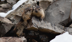 Marmottons Hautes-Alpes- Cliquez sur l‘image