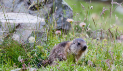 Marmotton Hautes-Alpes- Cliquez sur l‘image