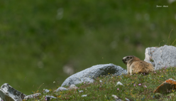 Marmotte Pralognan la Vanoise - Cliquez sur l‘image